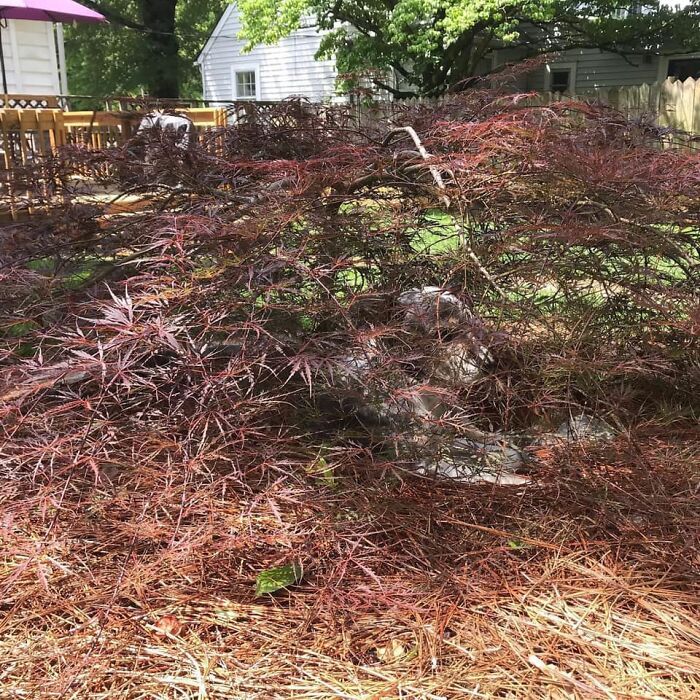 Pessoas postam fotos de cachorros escondidos e a dificuldade de encontrá-los varia de 0 a 100 20