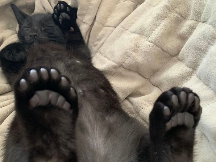 34 animais de estimação cuja genética os tornou únicos 1