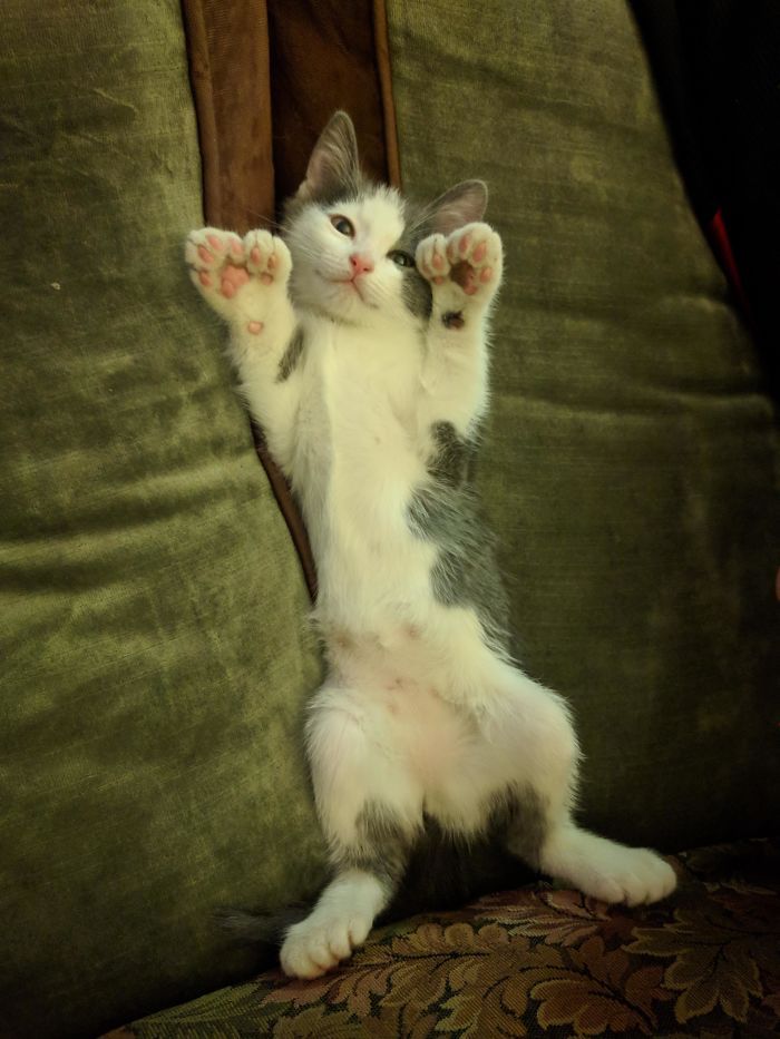 34 animais de estimação cuja genética os tornou únicos 2