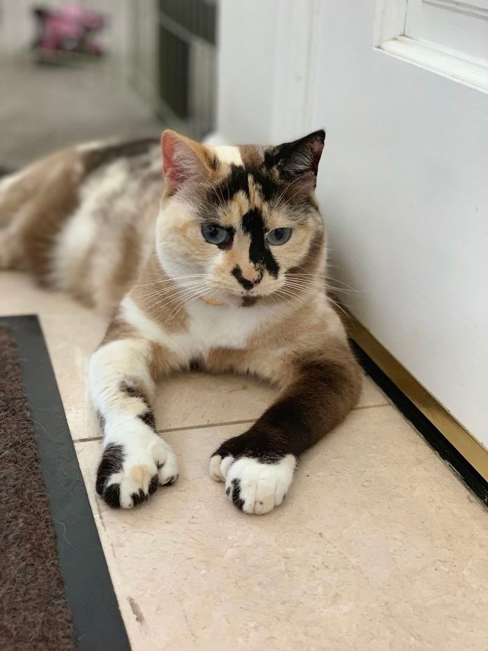 34 animais de estimação cuja genética os tornou únicos 6