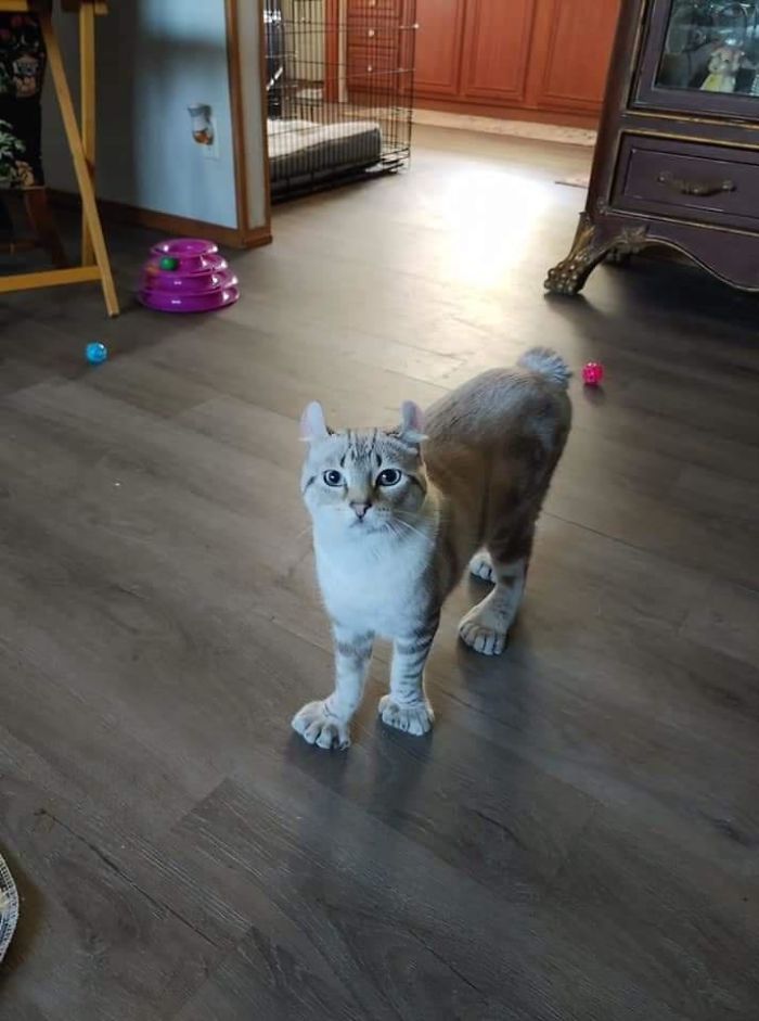 34 animais de estimação cuja genética os tornou únicos 7