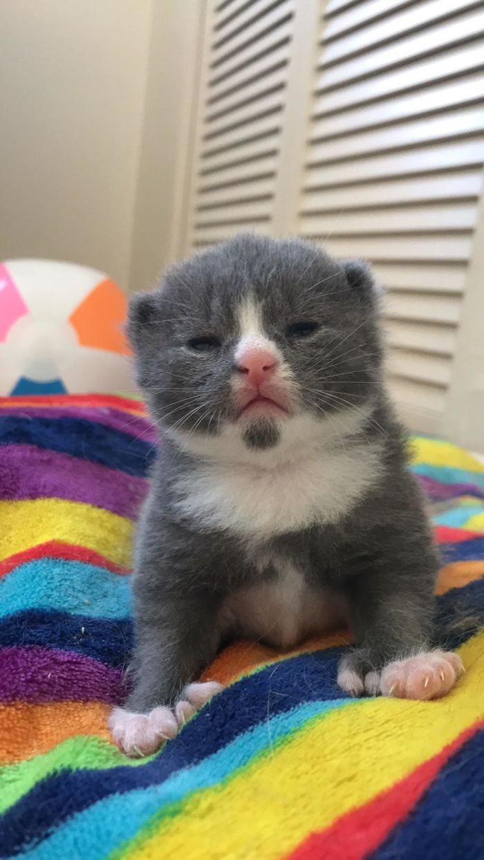 34 animais de estimação cuja genética os tornou únicos 16