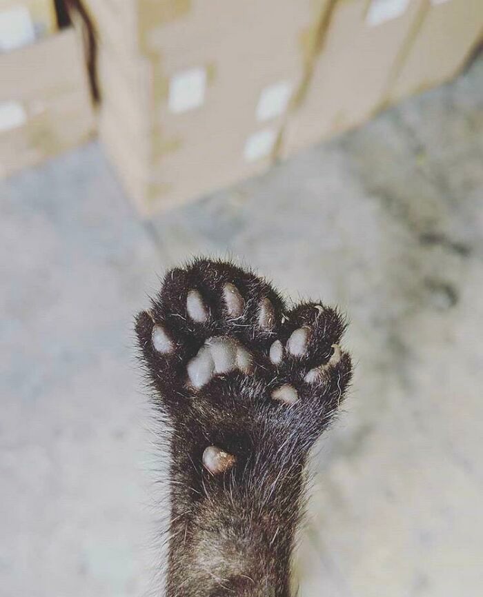 34 animais de estimação cuja genética os tornou únicos 20