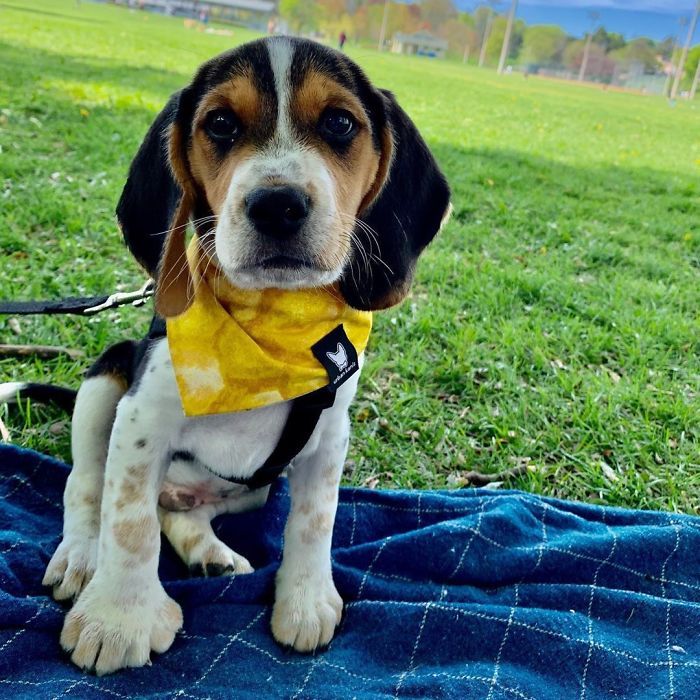 34 animais de estimação cuja genética os tornou únicos 22