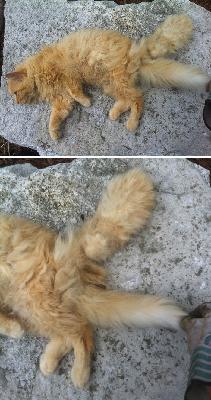 34 animais de estimação cuja genética os tornou únicos 26