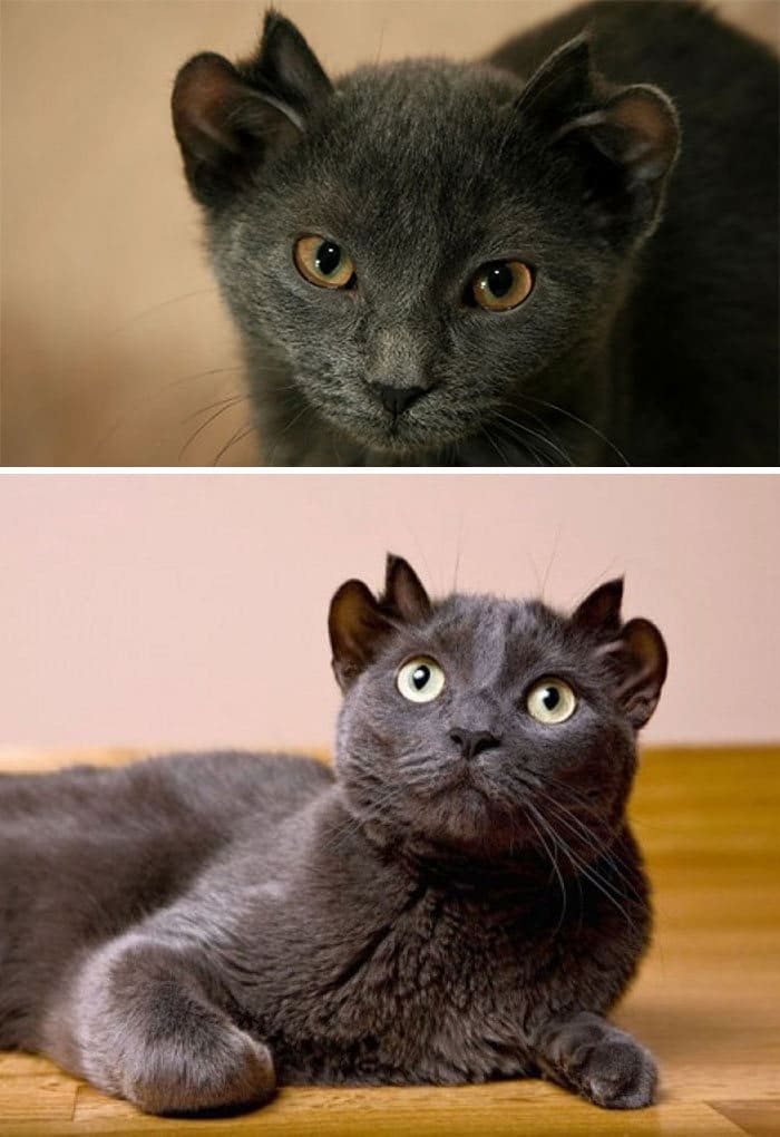 34 animais de estimação cuja genética os tornou únicos 27