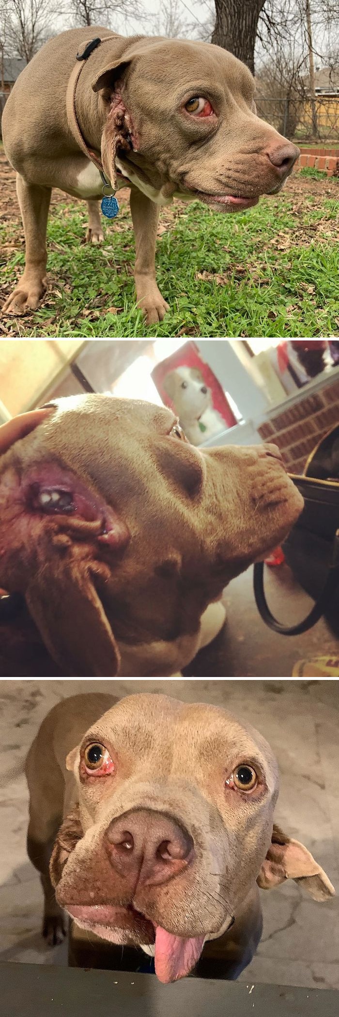 34 animais de estimação cuja genética os tornou únicos 29