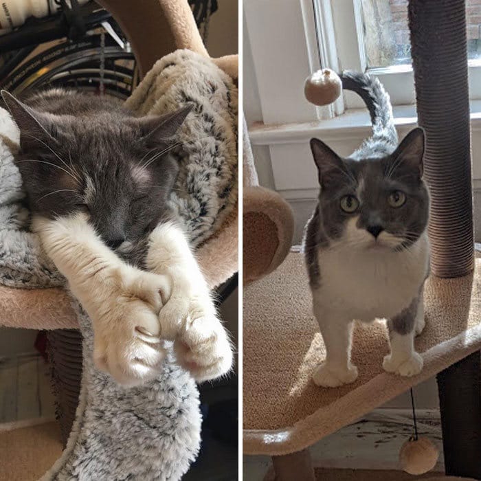 34 animais de estimação cuja genética os tornou únicos 30