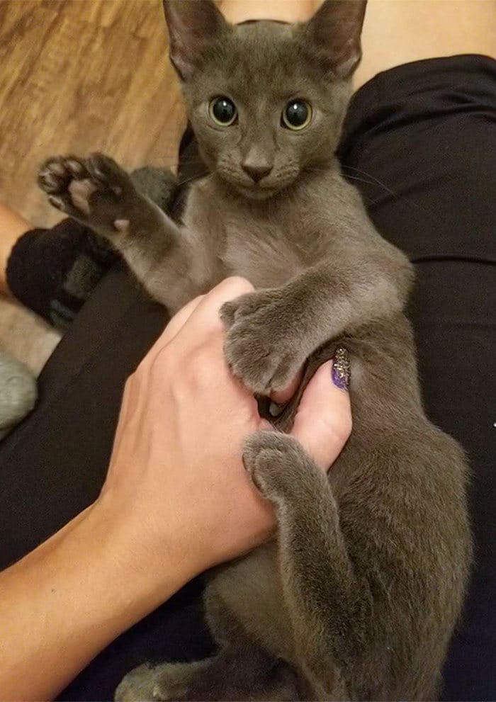 34 animais de estimação cuja genética os tornou únicos 31