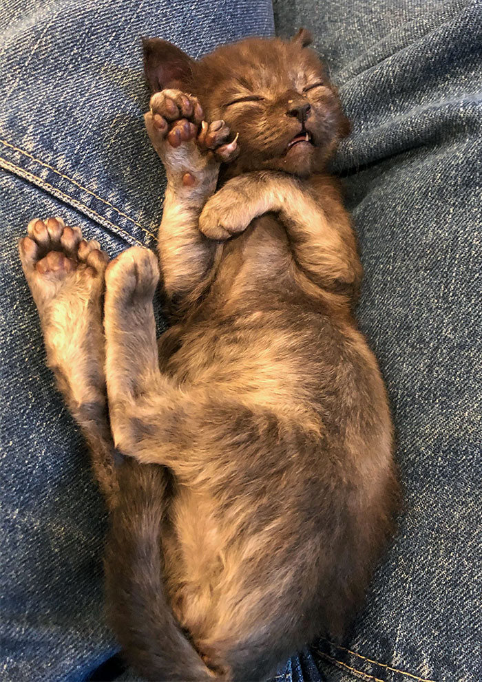 34 animais de estimação cuja genética os tornou únicos 32