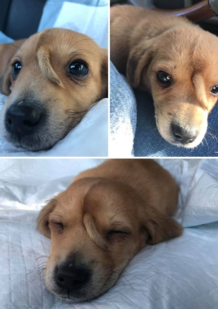 34 animais de estimação cuja genética os tornou únicos 34