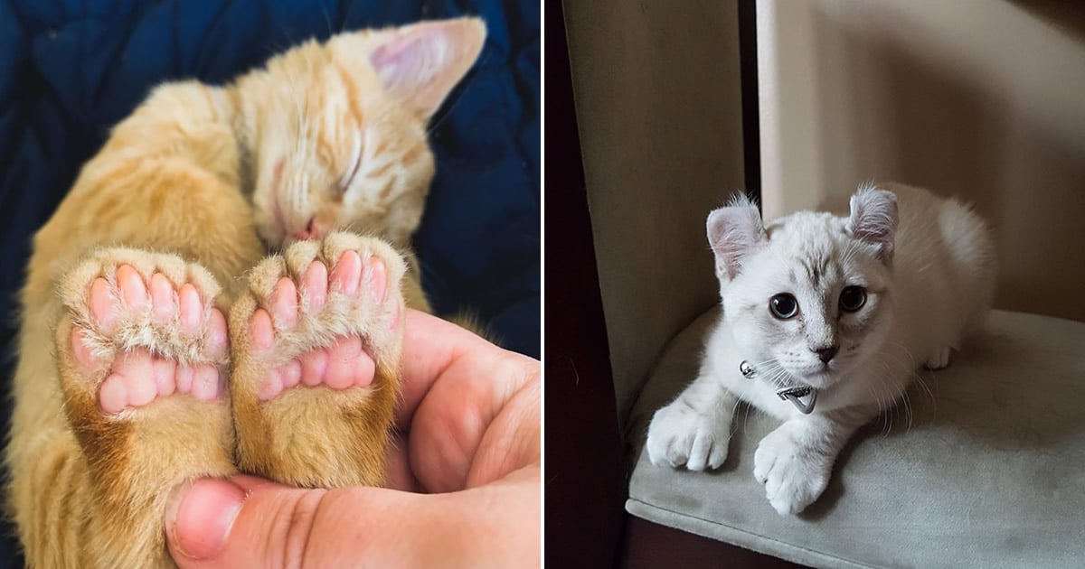 34 animais de estimação cuja genética os tornou únicos