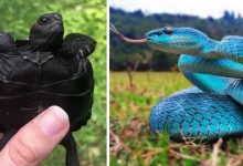 7 animais raros que você precisa conhecer 34