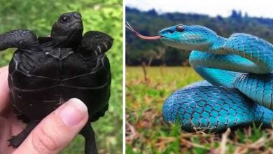 7 animais raros que você precisa conhecer 10
