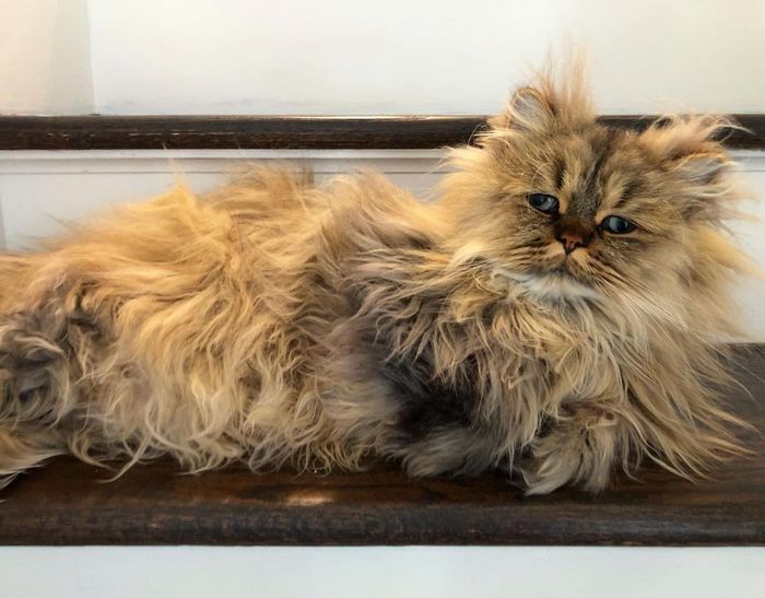 Conheça o gatinho Barnaby que sempre está com cara de cansado 1