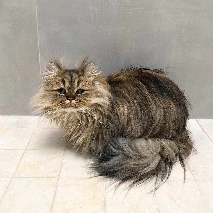 Conheça o gatinho Barnaby que sempre está com cara de cansado 2