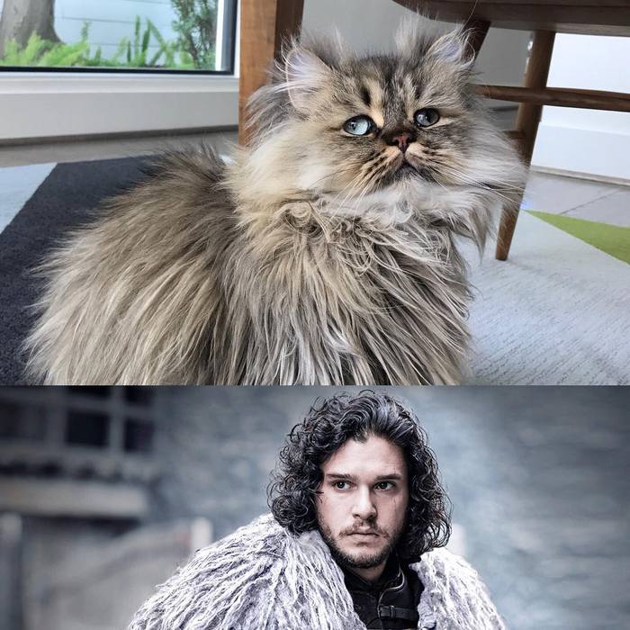 Conheça o gatinho Barnaby que sempre está com cara de cansado 9