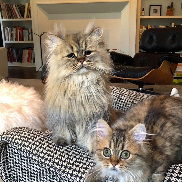 Conheça o gatinho Barnaby que sempre está com cara de cansado 10