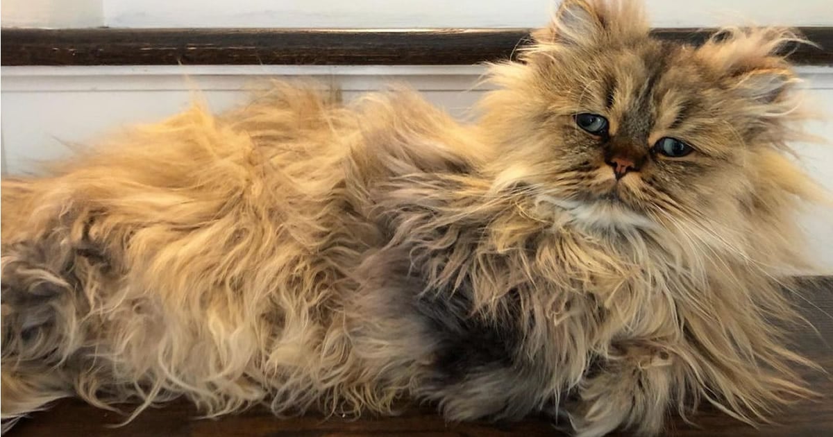 Conheça o gatinho Barnaby que sempre está com cara de cansado