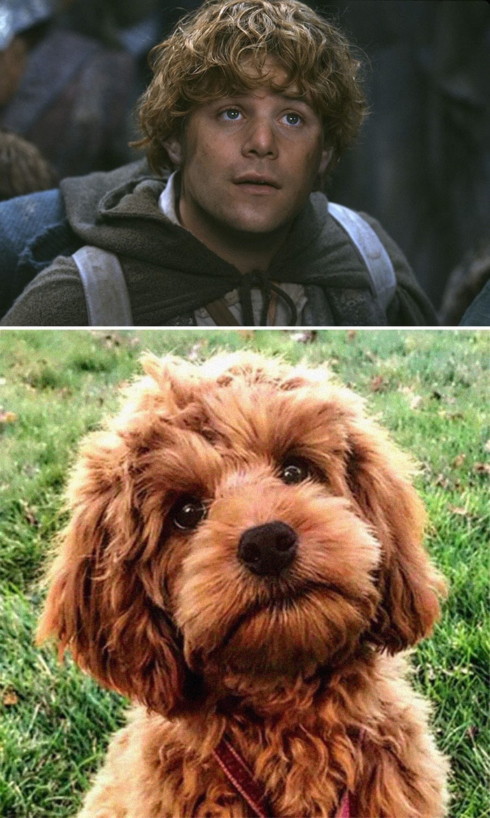 E se os personagens do filme Senhor dos anéis fosse todos cães? 1