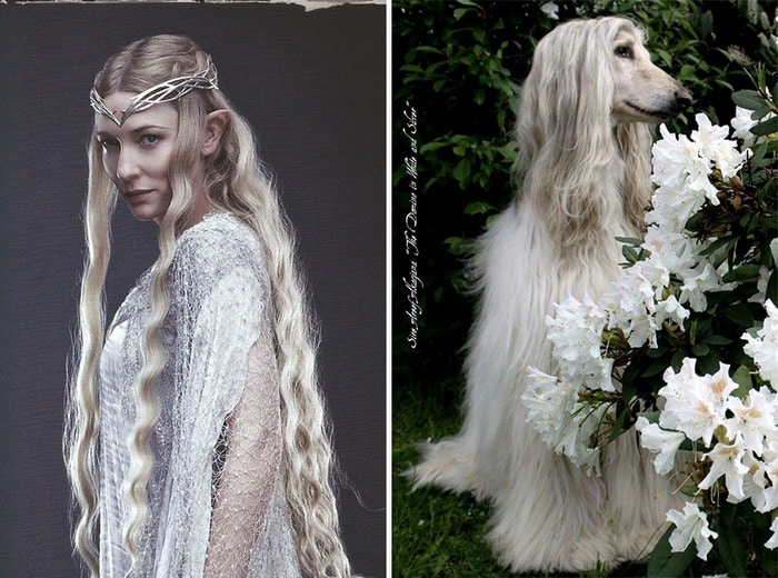 E se os personagens do filme Senhor dos anéis fosse todos cães? 6