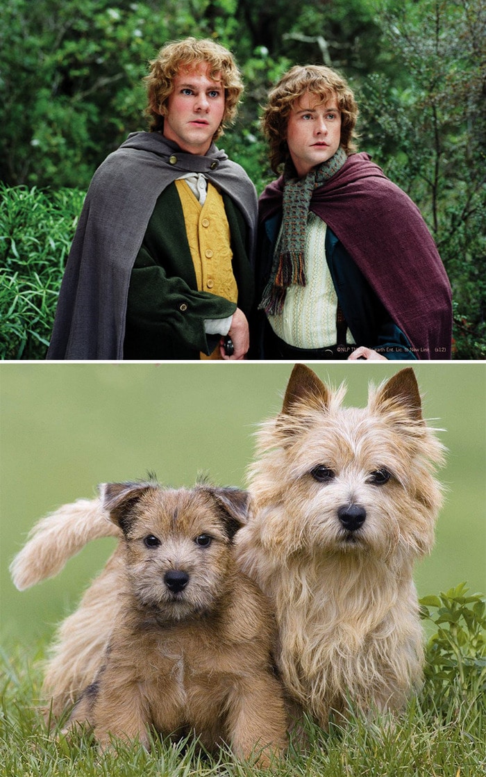 E se os personagens do filme Senhor dos anéis fosse todos cães? 7
