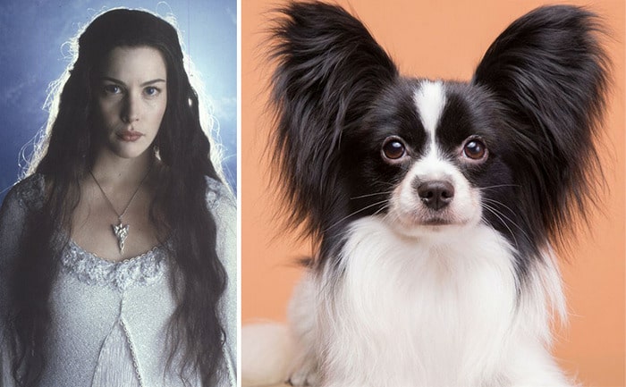 E se os personagens do filme Senhor dos anéis fosse todos cães? 15