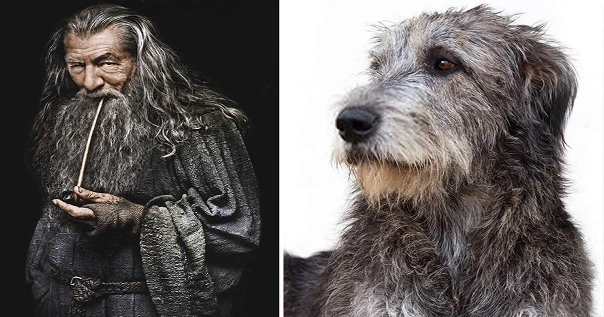 E se os personagens do filme Senhor dos anéis fosse todos cães?