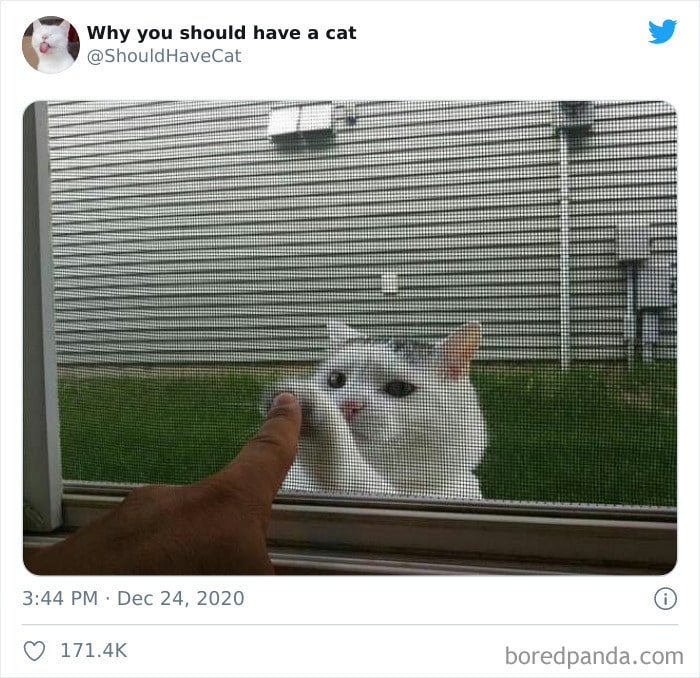 40 formas de como convencer seus pais a adotar um gato 9