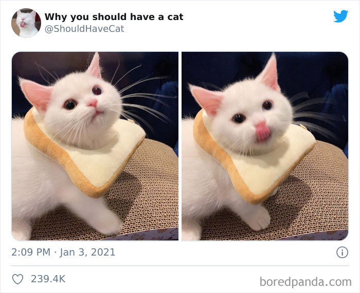40 formas de como convencer seus pais a adotar um gato 21