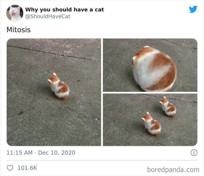 40 formas de como convencer seus pais a adotar um gato 35