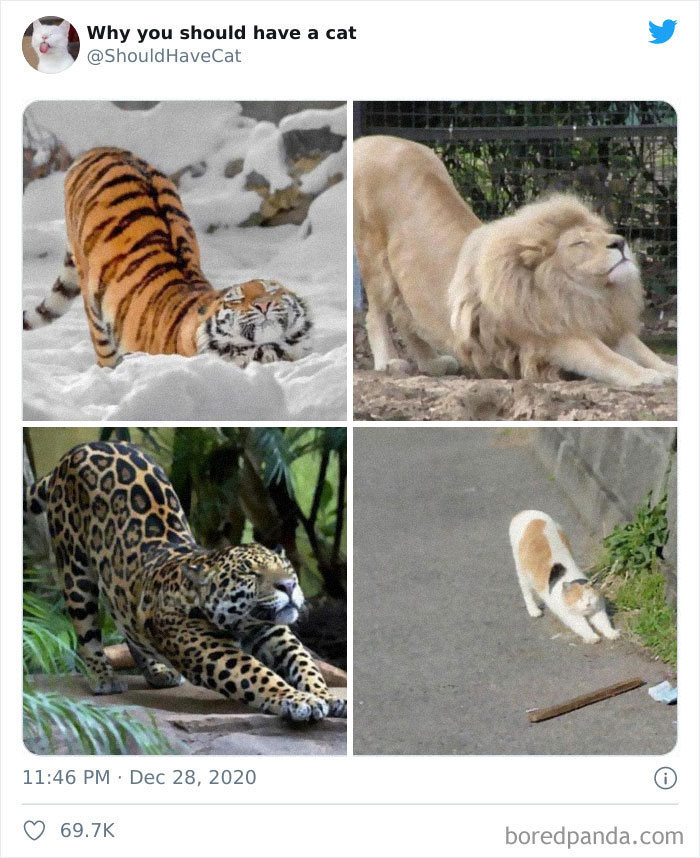 40 formas de como convencer seus pais a adotar um gato 36
