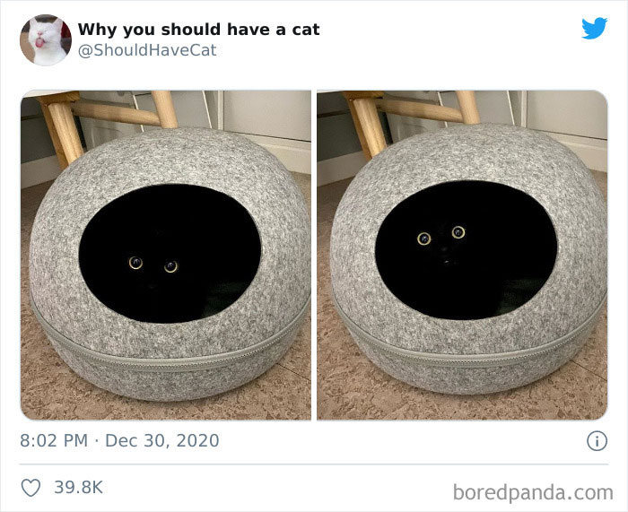 40 formas de como convencer seus pais a adotar um gato 37