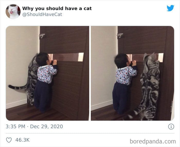 40 formas de como convencer seus pais a adotar um gato 39