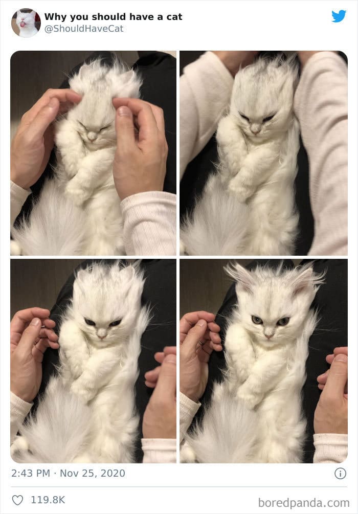 40 formas de como convencer seus pais a adotar um gato 40