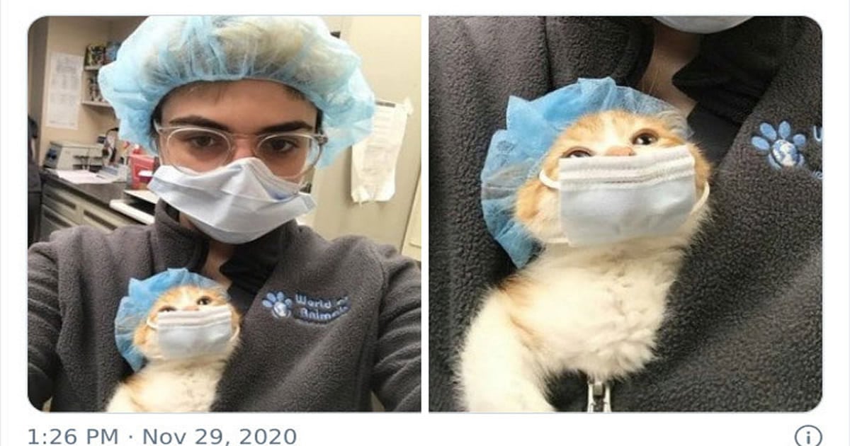 40 formas de como convencer seus pais a adotar um gato