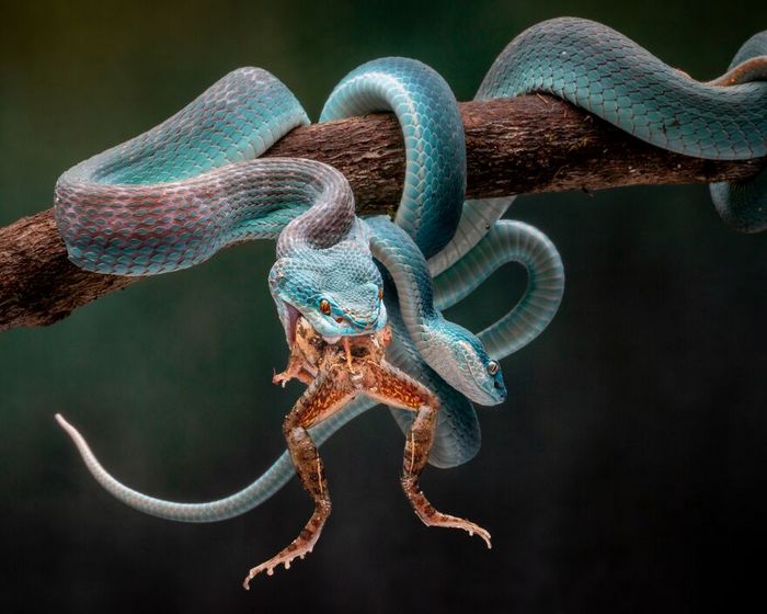 40 fotos da natureza de tirar o fôlego que ganharam o 2020 International Photography Awards