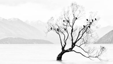 40 fotos da natureza de tirar o fôlego que ganharam o 2020 International Photography Awards 23