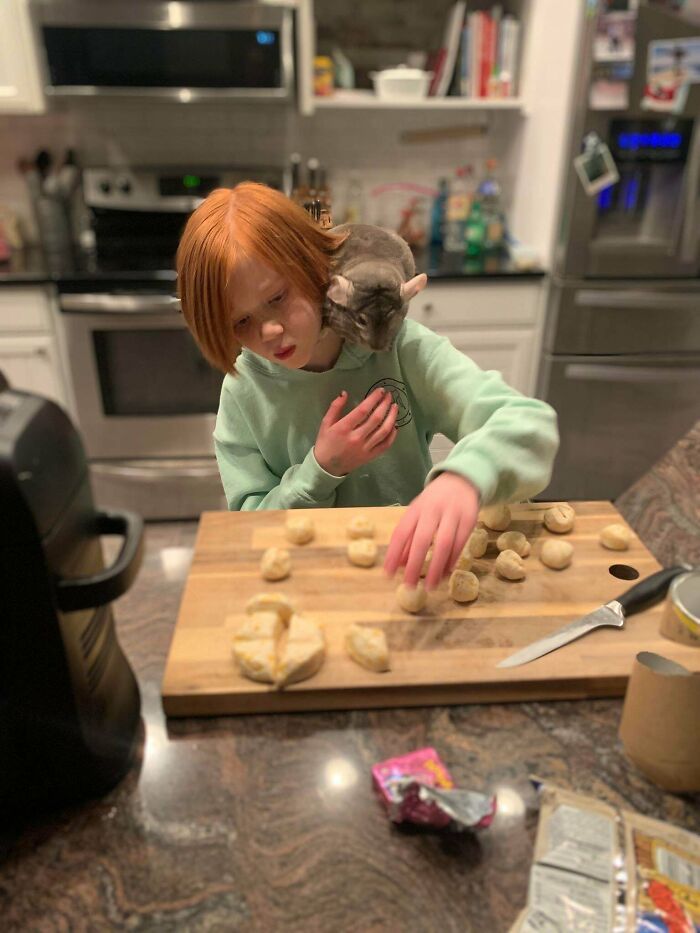 As pessoas postam fotos de gatos nos ombros e agora os proprietários de outros animais de estimação aderiram à tendência 36