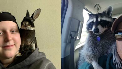 As pessoas postam fotos de gatos nos ombros e agora os proprietários de outros animais de estimação aderiram à tendência 5