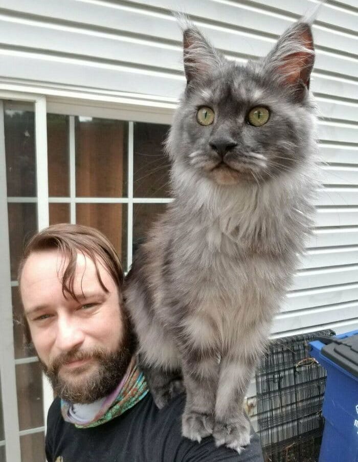 As pessoas postam fotos de gatos nos ombros e agora os proprietários de outros animais de estimação aderiram à tendência 40