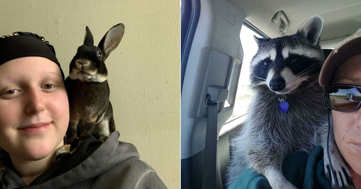 As pessoas postam fotos de gatos nos ombros e agora os proprietários de outros animais de estimação aderiram à tendência