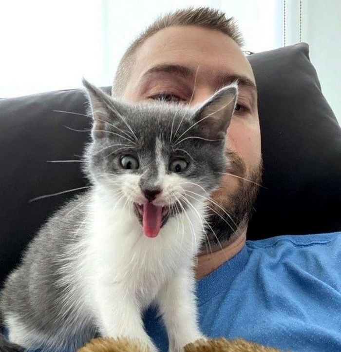 15 gatinhos que são mestres na arte de fazer caretas bizarras 1