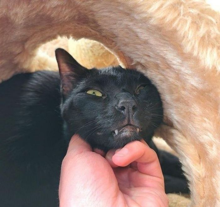 15 gatinhos que são mestres na arte de fazer caretas bizarras 2