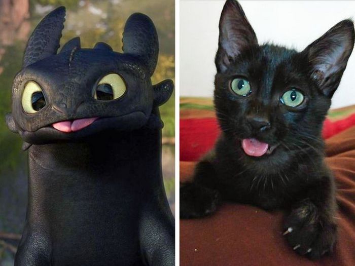 15 gatinhos que são mestres na arte de fazer caretas bizarras 3