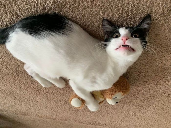 15 gatinhos que são mestres na arte de fazer caretas bizarras 4