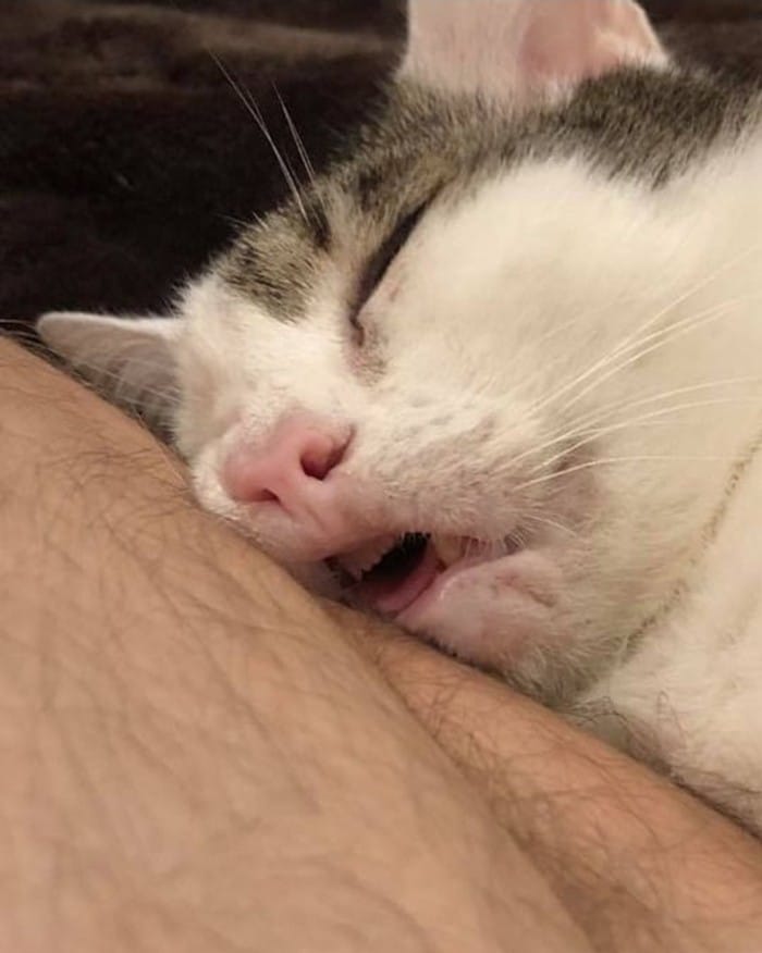 15 gatinhos que são mestres na arte de fazer caretas bizarras 5