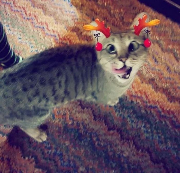 15 gatinhos que são mestres na arte de fazer caretas bizarras 6