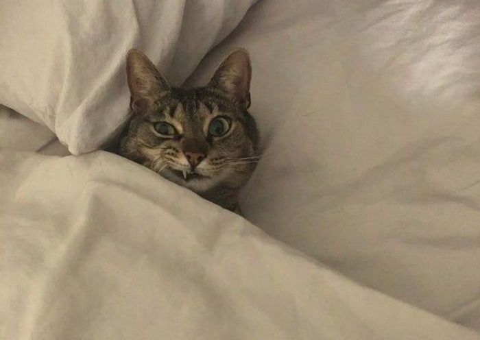 15 gatinhos que são mestres na arte de fazer caretas bizarras 8