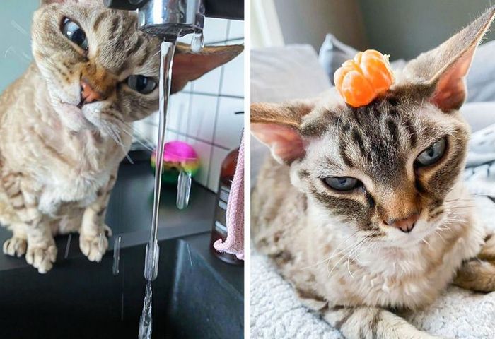 15 gatinhos que são mestres na arte de fazer caretas bizarras 9